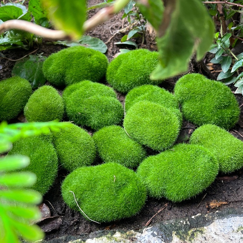 5/30 piezas de musgo artificia - Sphagnum Moss Dry reseña y precio