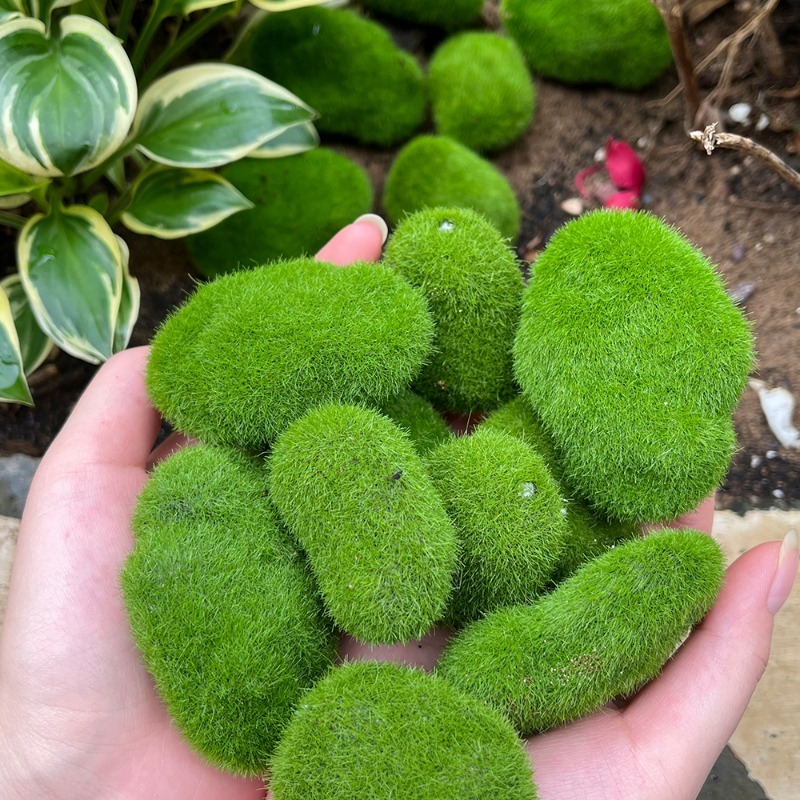 5/30 piezas de musgo artificia - Sphagnum Moss Dry reseña y precio