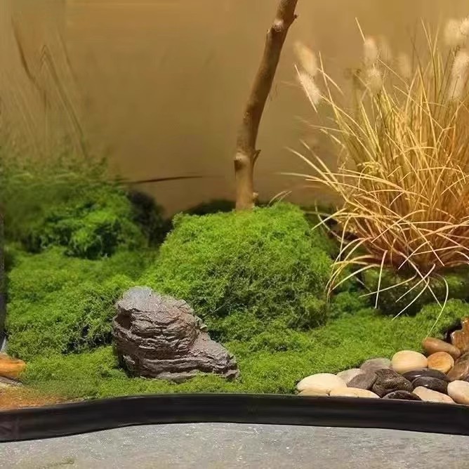 Musgo Eterno de 200g para Manu - Sphagnum Moss Dry reseña y precio