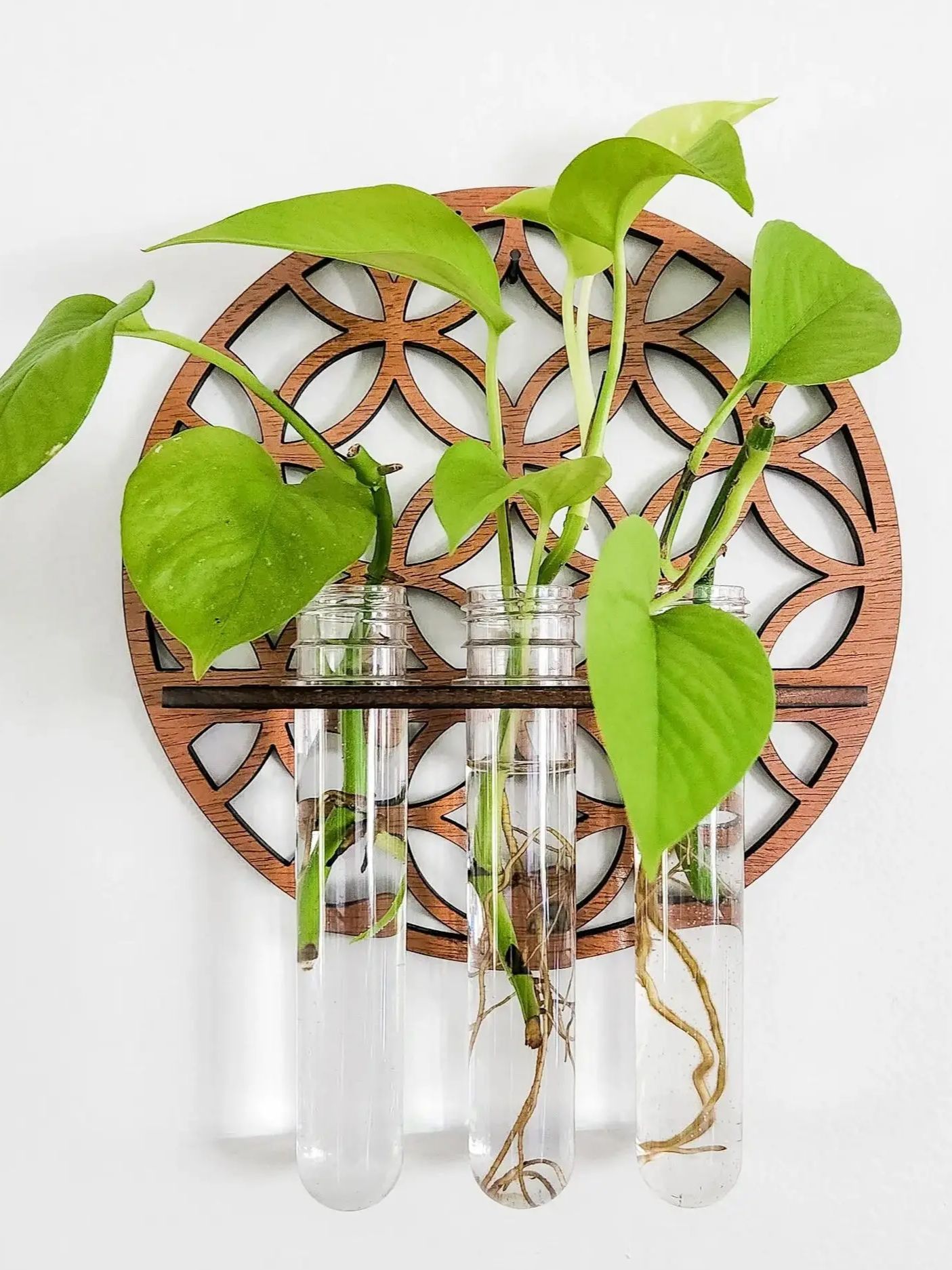 Maceteros de pared para jardín - Propagation Station Vase reseña y precio