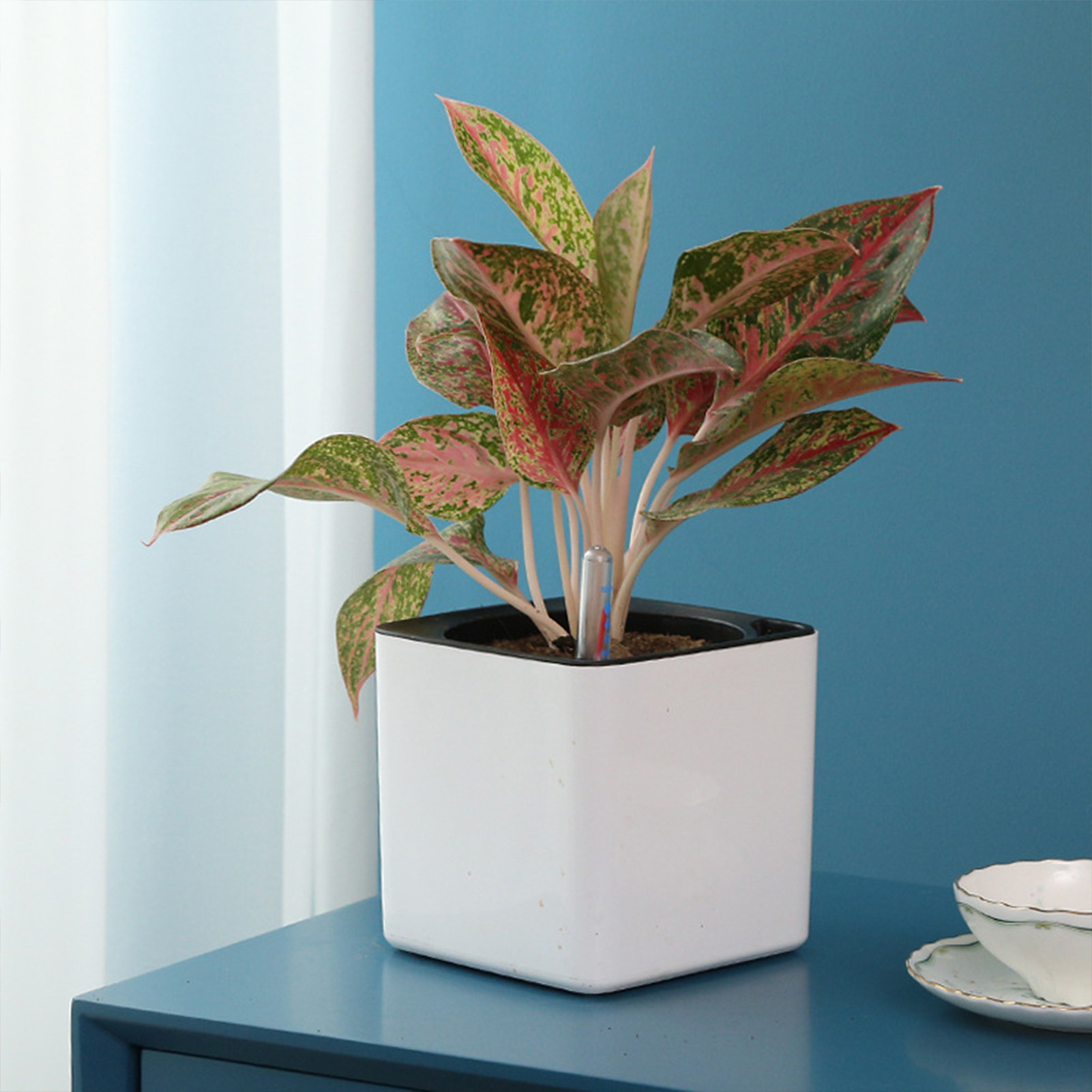 Maceta perezosa de 3 tamaños,  - Self Watering Insert reseña y precio