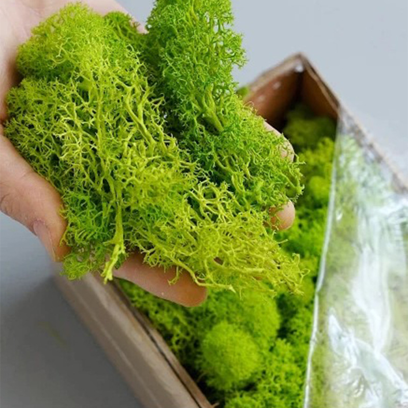 Musgo de Vida Eterna de 100/20 - Sphagnum Moss Dry reseña y precio