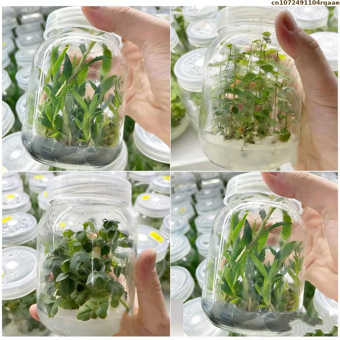Agar en Polvo Premium para Cul - Agar Tissue Culture reseña y precio
