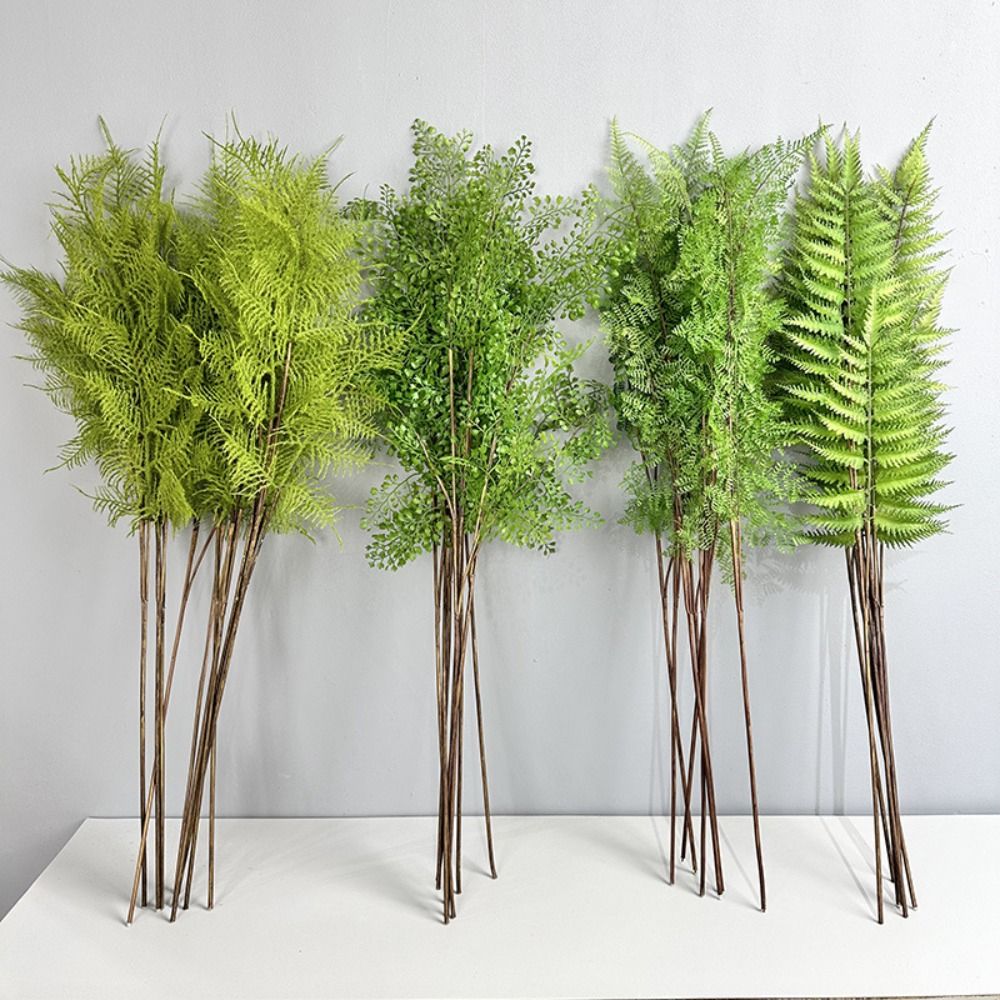 Ramas de plantas de helecho ar - Sphagnum Moss Dry reseña y precio