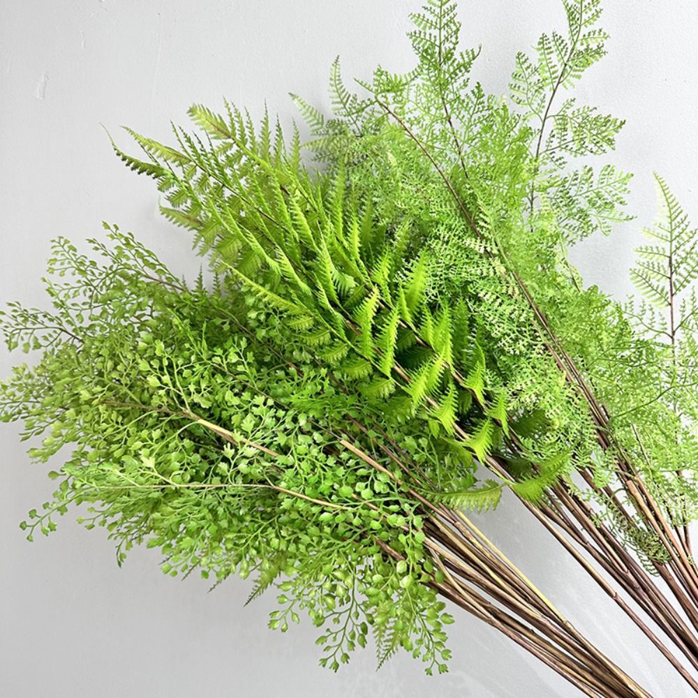 Ramas de plantas de helecho ar - Sphagnum Moss Dry reseña y precio