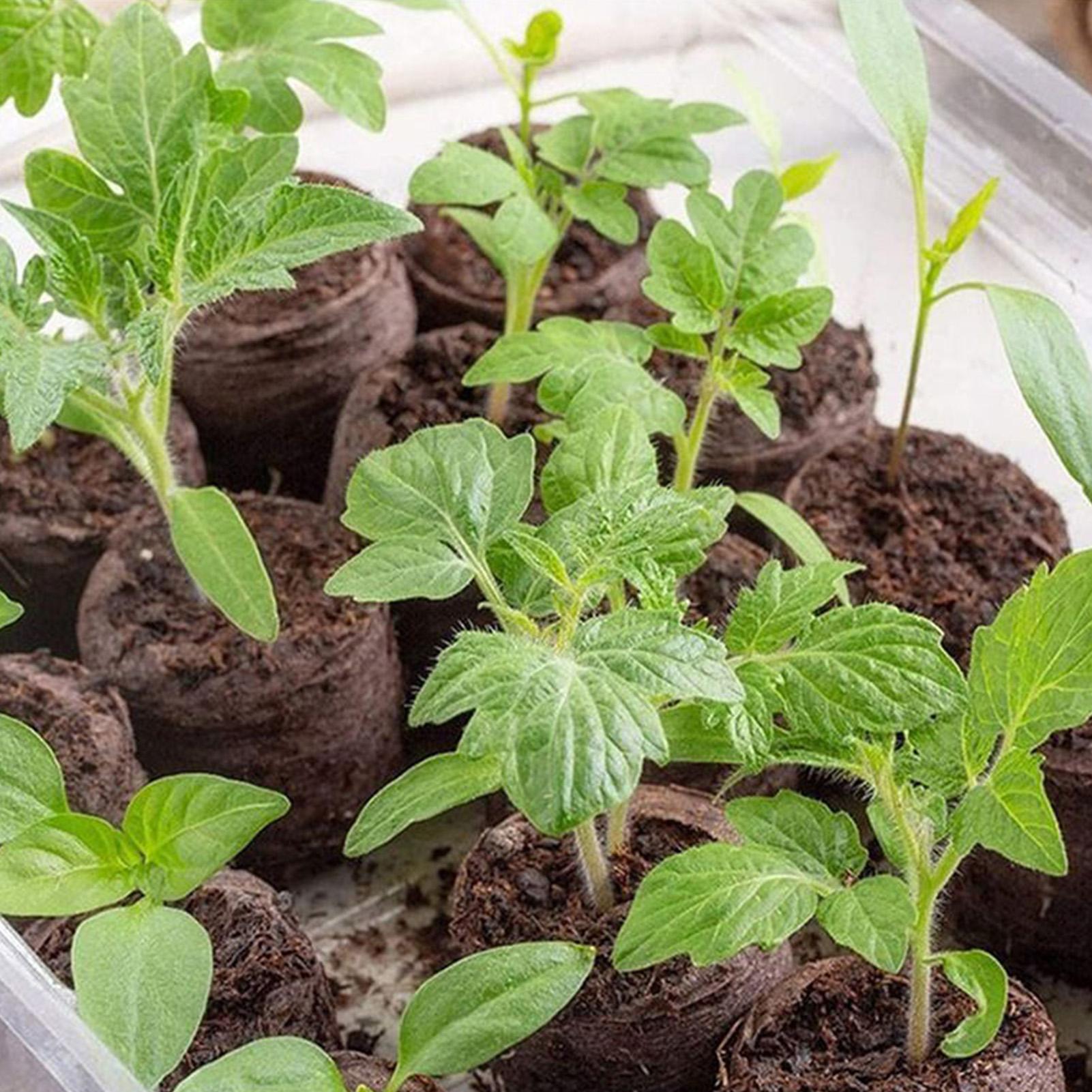 100 bandejas de mezcla para ma - Peat Pellet Tray reseña y precio