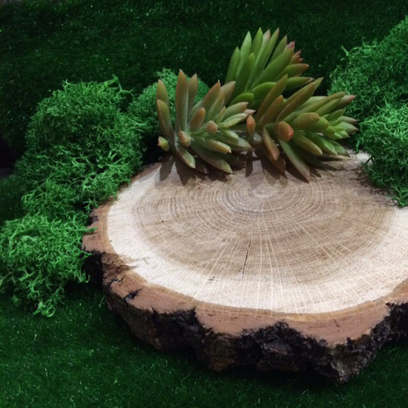 Planta Artificial de musgo Nat - Sphagnum Moss Dry reseña y precio