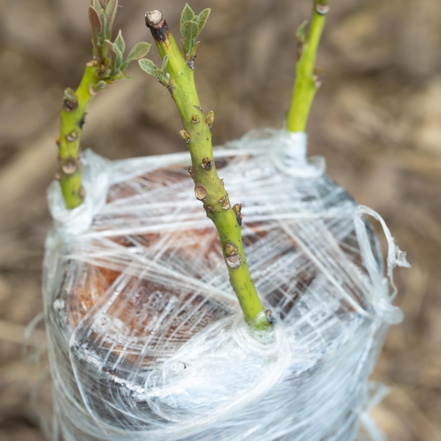 Cinta de injerto biodegradable - Rooting Hormone Powder reseña y precio